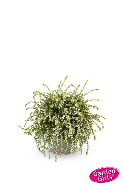 H�ngende Knospenheide Rasta Girls� 'Claire' (S)