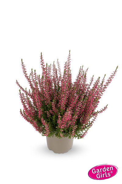 Winterharte Knospenheide Gardengirls� 'Franca' (S)