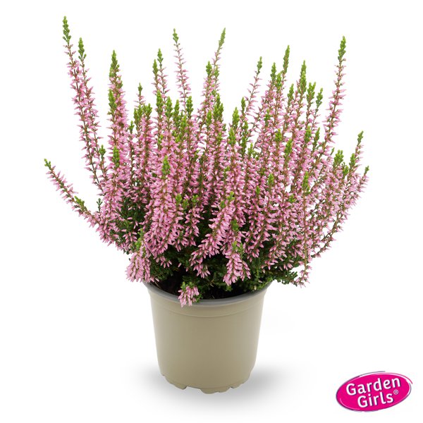 Winterharte Knospenheide Gardengirls� 'Gina' (S)