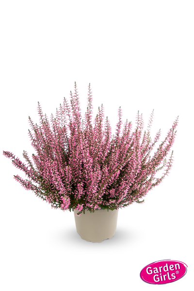 Winterharte Knospenheide Gardengirls� 'Greta' (S)