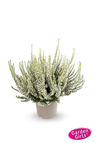 Winterharte Knospenheide Gardengirls� 'Helena' (S)