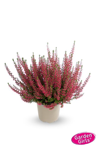 Winterharte Knospenheide Gardengirls� 'Irma' (S)