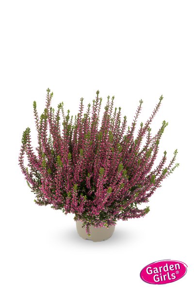 Winterharte Knospenheide Gardengirls� 'Liliane' (S)