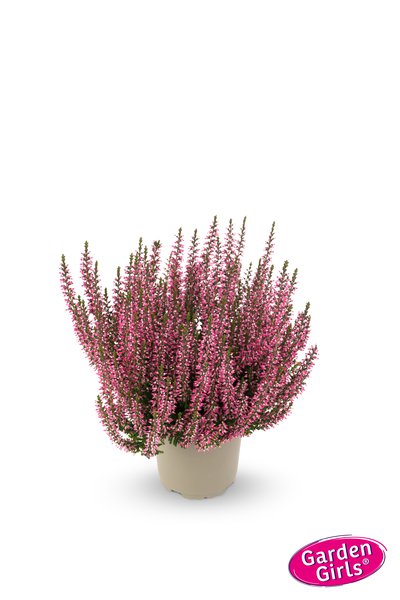 Winterharte Knospenheide Gardengirls� 'Lioba' (S)