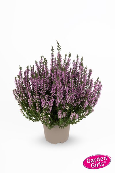 Winterharte Knospenheide Gardengirls� 'Lisbeth' (S)