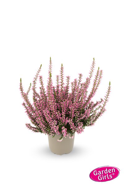 Winterharte Knospenheide Gardengirls 'Mary Louise' (S)