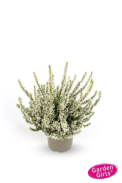 Winterharte Knospenheide Gardengirls� 'Mary Lu' (S)