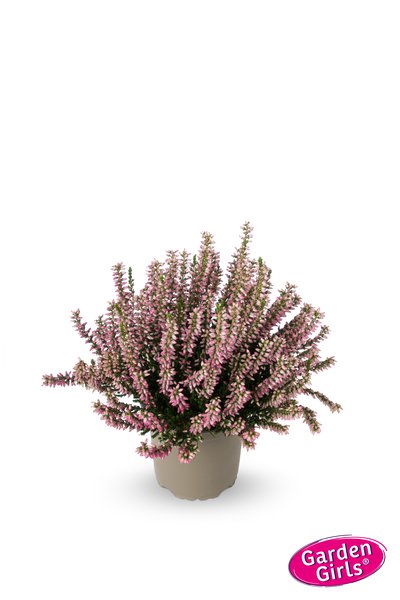 Winterharte Knospenheide Gardengirls� 'Mary Rose' (S)