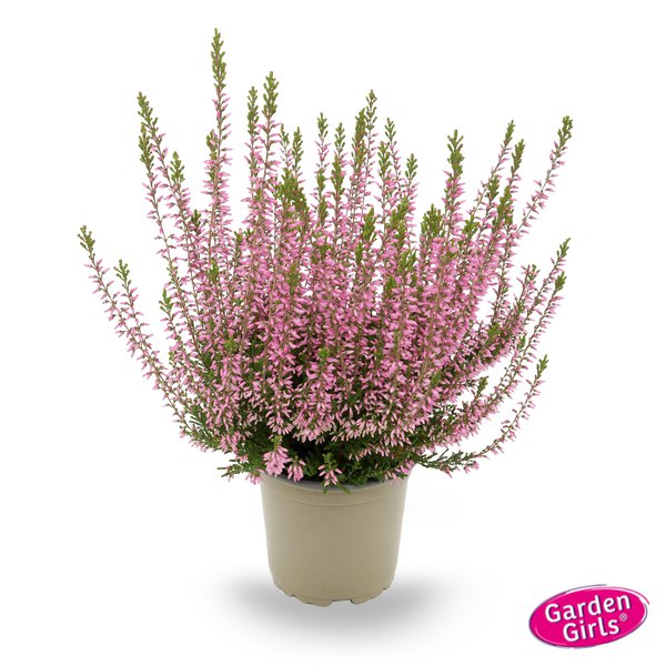 Winterharte Knospenheide Gardengirls� 'Pink Bettina' (S)