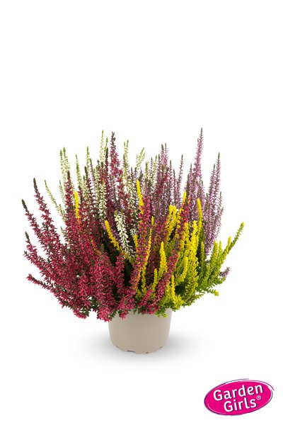 Mehrfarbige Knospenheide Quattro-Girls�