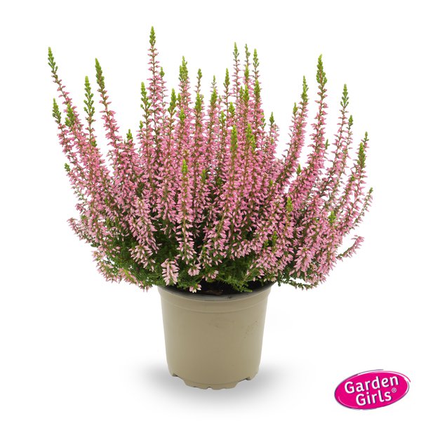 Winterharte Knospenheide Gardengirls� 'Rena' (S)