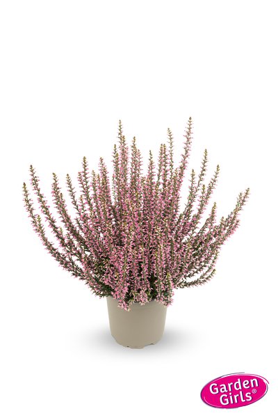 Winterharte Knospenheide Gardengirls� 'Rita' (S)