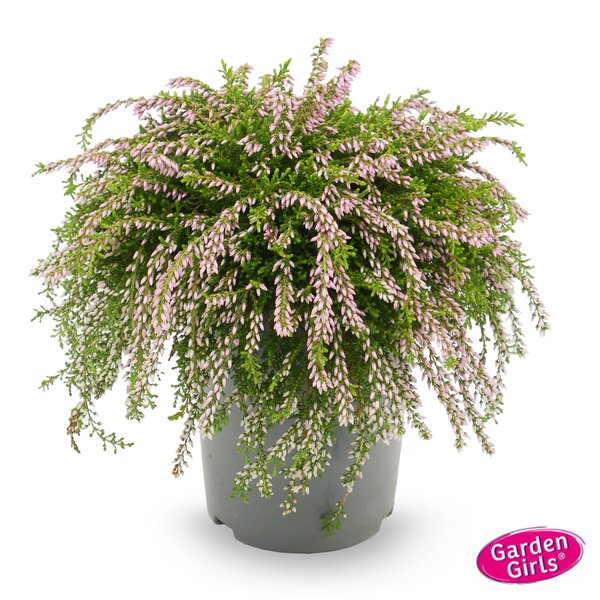 H�ngende Knospenheide Rasta Girls 'Rosa Claire' (S)