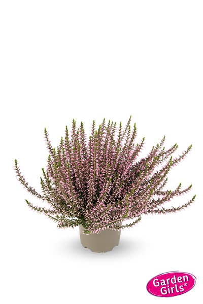 Winterharte Knospenheide Gardengirls� 'Rosa Elisa' (S)