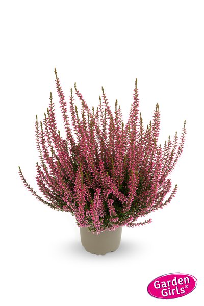 Winterharte Knospenheide Gardengirls� 'Rosamunde' (S)