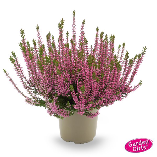 Winterharte Knospenheide Gardengirls� 'Rote Liliane' (S)