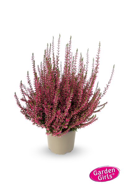 Winterharte Knospenheide Gardengirls� 'Selma' (S)