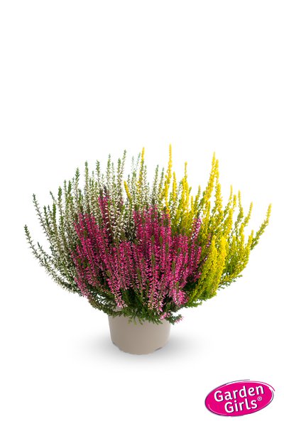 Mehrfarbige Knospenheide Trio-Girls� rot/ weiss/ gelb