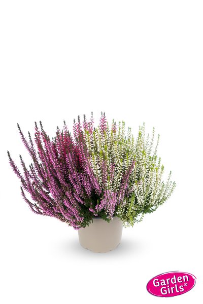 Mehrfarbige Knospenheide Trio-Girls� rot/ weiss/ lila