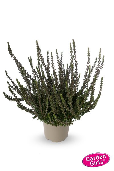 Buntlaubige Knospenheide Sunset Girls� 'Zalina' (S)