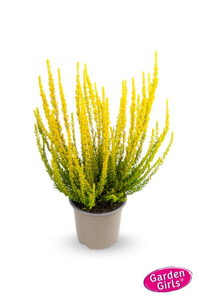 Buntlaubige Knospenheide Sunset Girls� 'Zelda' (S)