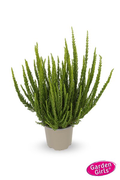 Buntlaubige Knospenheide Sunset Girls� 'Zelia' (S)