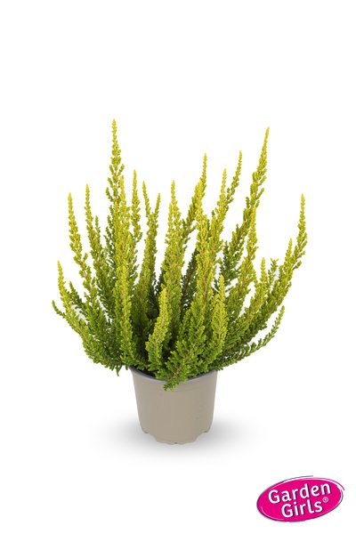 Buntlaubige Knospenheide Sunset Girls� 'Zeta' (S)