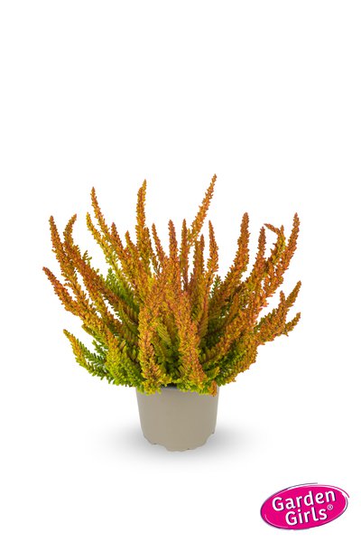 Buntlaubige Knospenheide Sunset Girls� 'Zoe' (S)