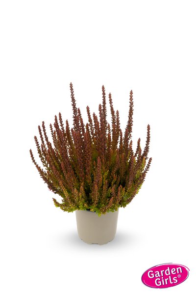Buntlaubige Knospenheide Sunset Girls� 'Zorina' (S)