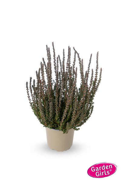 Buntlaubige Knospenheide Sunset Girls� 'Zulu' (S)