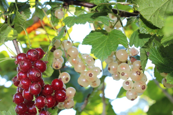 Groseilliers roses et blancs Mehrbeere, à acheter chez Lubera