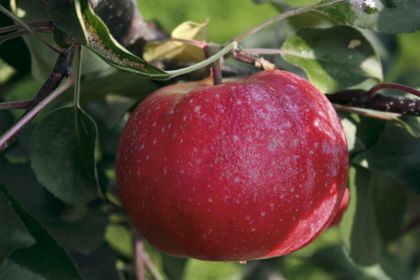 Pommes bonnes pour la santé Redlove Era Lubera