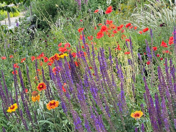 Photo du concours Gartenstory envoy&eacute;e par B&auml;rbel Steinberger, massif de vivaces fleuri