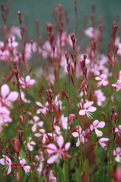 Gaura lindheimeri 'Siskyou Pink'