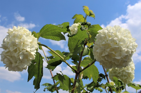 Viorne obier 'Roseum' aux grandes inflorescences en boules