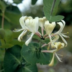 Geissblatt, echtes Geissblatt, Heckenkirsche