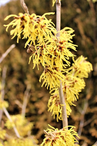 Gelb bl�hende Zaubernuss 'Arnold Promise', Hamamelis intermedie