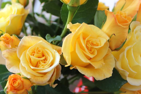Rosier Promotion fin de saison Gelber Duft, planter des rosiers à grandes fleurs