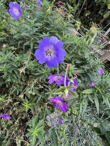 Geranium pratense, Geranium pratense