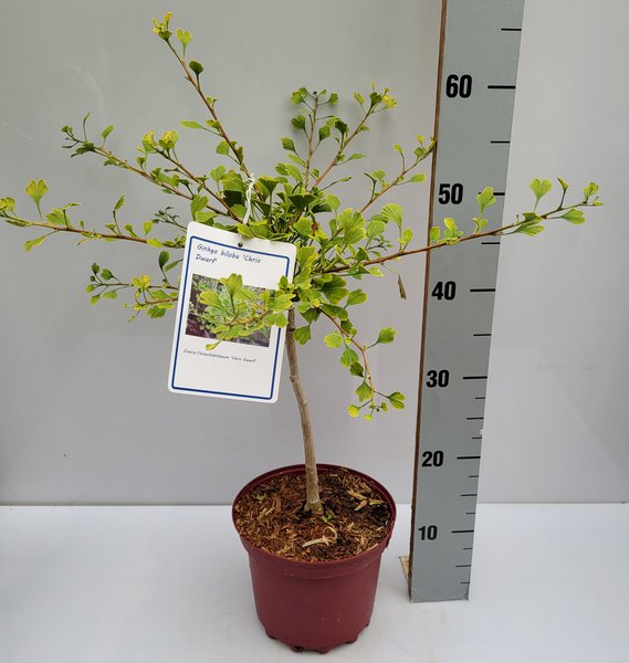 Zwerg-Ginkgo 'Chris Dwarf'