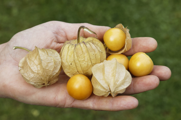 Physalis Coquerets du Prou  gros fruits, planter des physalis