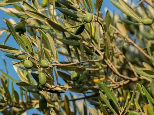 Terreau pour olivier