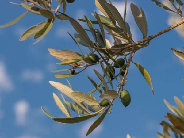 Fertiliser l’olivier