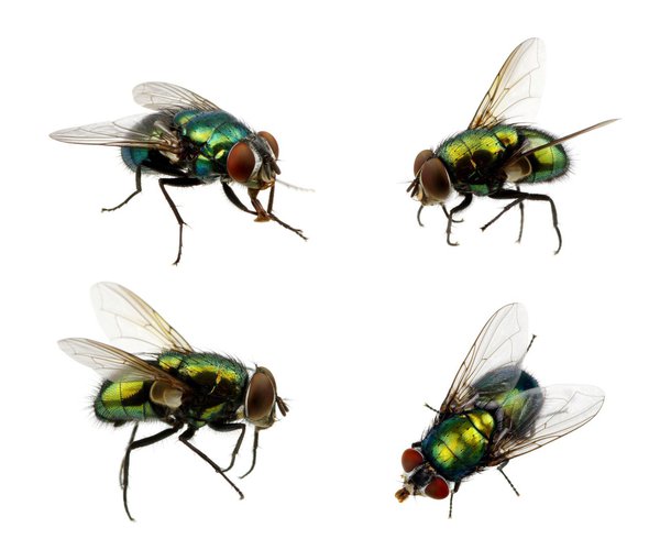 Si une mouche verte surgit, bientôt elles apparaitront en nombre?