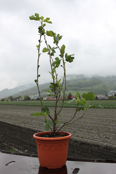 Fruchtfeige Gustis� Morena