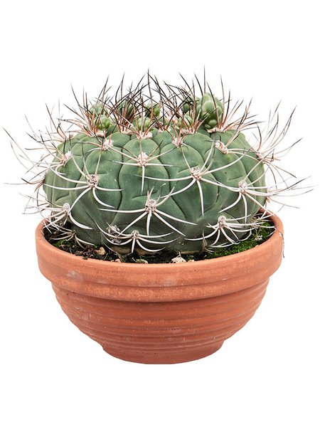 Gymnocalycium saglionis, Kugel, im 17cm Topf, H�he 20cm, Breite 20cm
