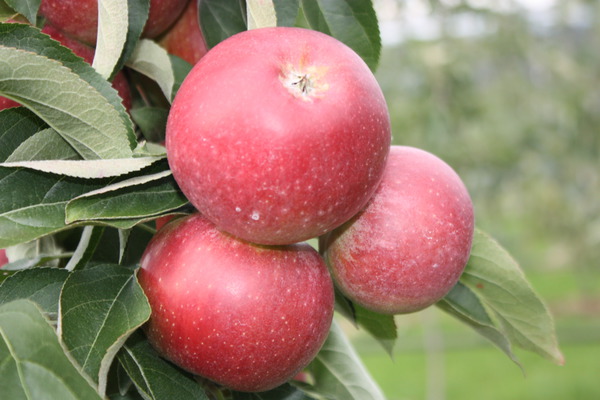 variétés de pommes sucrées pommier Malini Dulcessa lubera