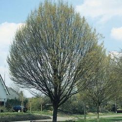 Hainbuche, S�ulen-Hainbuche 'Fastigiata'