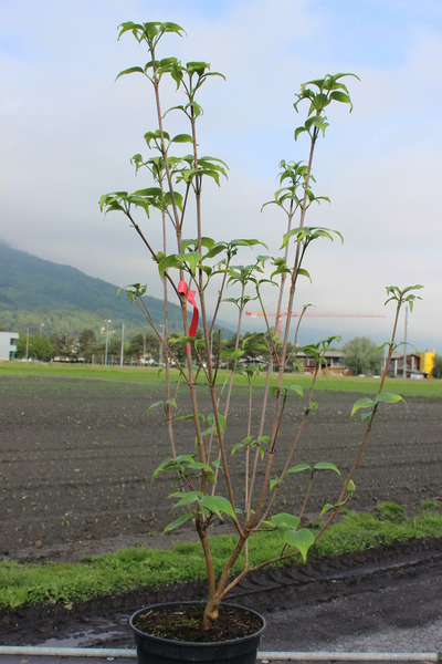 Cornus kousa chinensis 'Helmers'