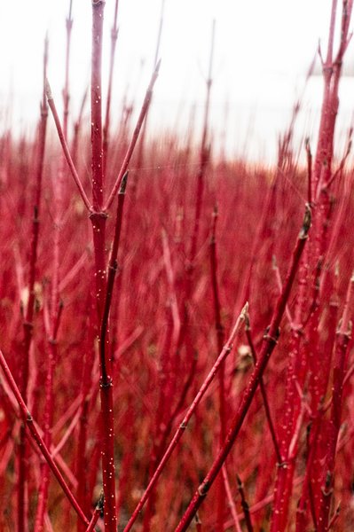 Cornus alba 'Elegantissima', Hartriegel, Tatarischer Hartriegel